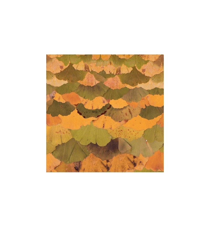 Papier peint Ginko Biloba INKIOSTRO BIANCO