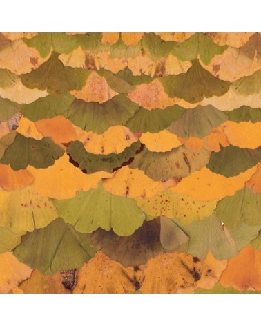 Wallpaper Ginko Biloba INKIOSTRO BIANCO