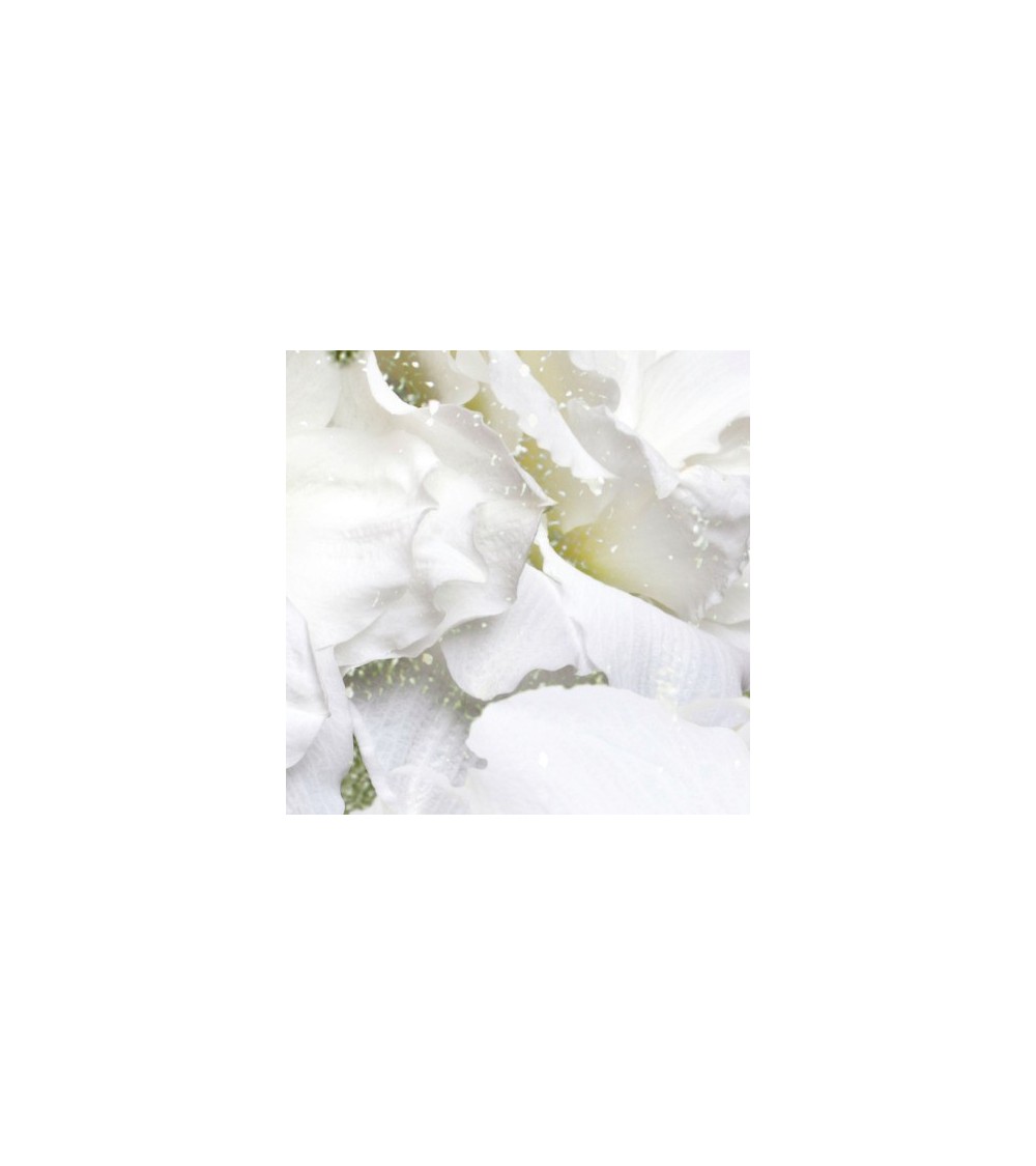 Papier peint Iceflor INKIOSTRO BIANCO | BHOME