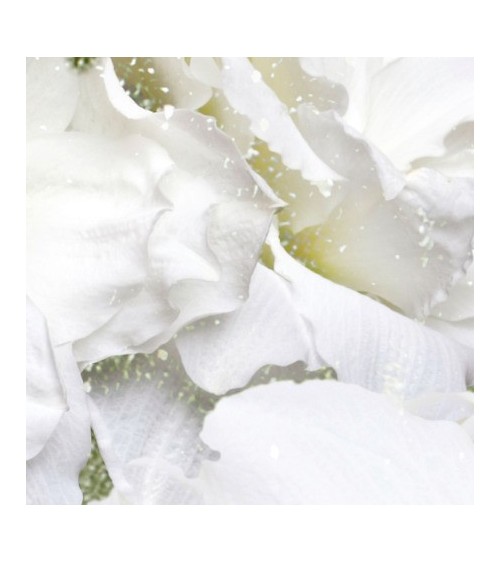 Carta da parati Iceflor INKIOSTRO BIANCO | BHOME