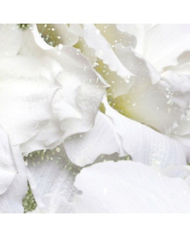 Wallpaper Iceflor INKIOSTRO BIANCO | BHOME