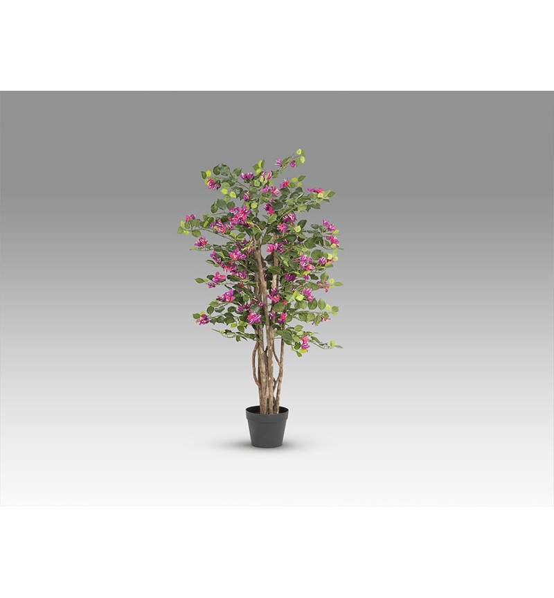 Planta Buganvilla Rosa SCHULLER VALENCIA