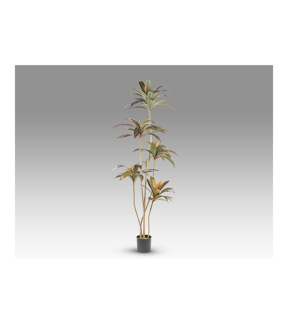 Pianta artificiale Dracena Roja SCHULLER VALENCIA H220