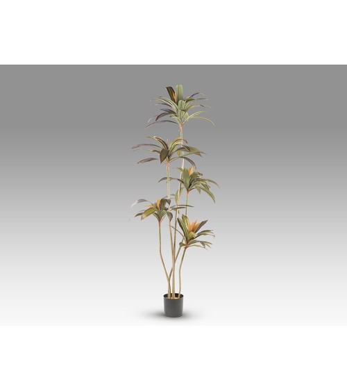 Pianta artificiale Dracena Roja SCHULLER VALENCIA H220