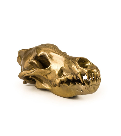 Scultura decorativa "Wunderkrammer Wolf Skull" | BHOME by Arredi Barbàra