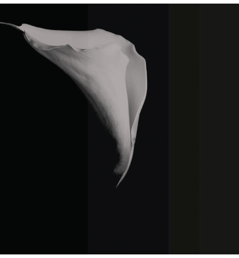 Meta Title: Carta da parati “Calla” – TONIN CASA | BHOME by Arredi Barbàra.