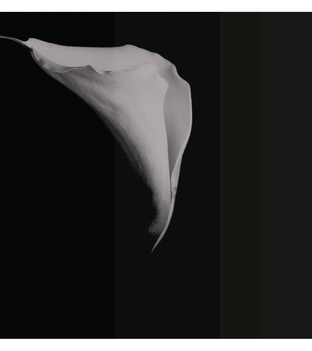 Wallpaper “Calla” – TONIN CASA | BHOME by Arredi Barbàra