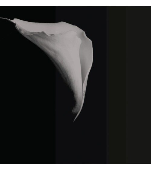 Tapete “Calla” – TONIN CASA | BHOME by Arredi Barbàra