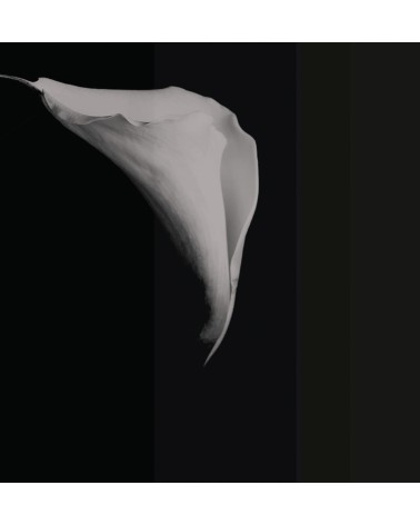 Wallpaper “Calla” – TONIN CASA | BHOME by Arredi Barbàra