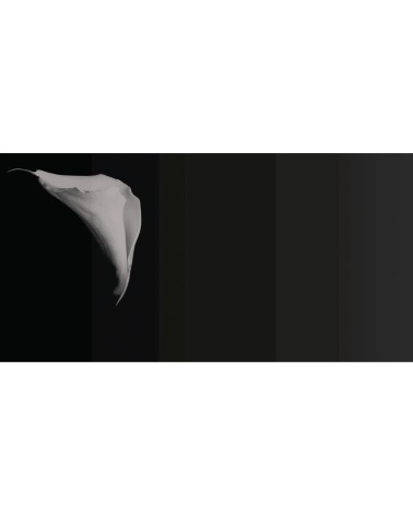Wallpaper “Calla” – TONIN CASA | BHOME by Arredi Barbàra