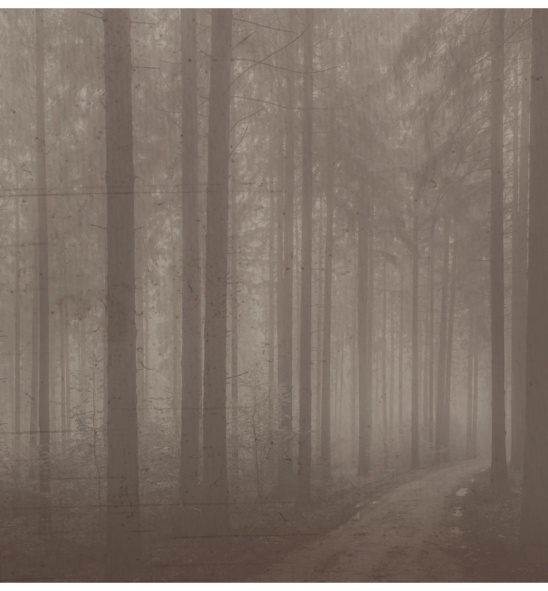 Meta Title: Carta da parati “Night Forest” – TONIN CASA | BHOME by Arredi Barbàra