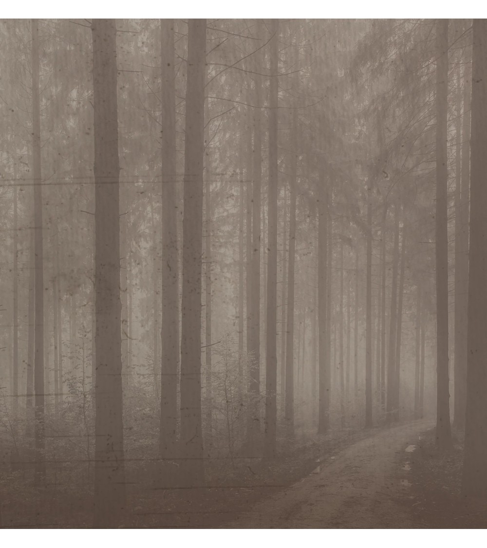 Meta Title: Carta da parati “Night Forest” – TONIN CASA | BHOME by Arredi Barbàra