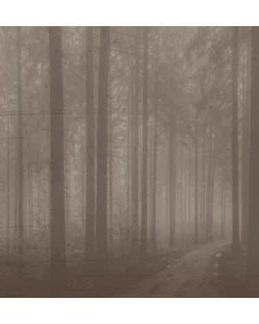 Meta Title: Wallpaper “Night Forest” – TONIN CASA | BHOME by Arredi Barbàra